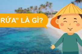 Rứa, Mô Rứa, Chi Rứa Là Gì? Giải Mã Ngôn Ngữ Xứ Nghệ